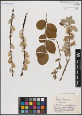 Foto von Salix caprea L.